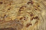 Polished Oligocene Petrified Wood (Pinus) - Australia #247836-1